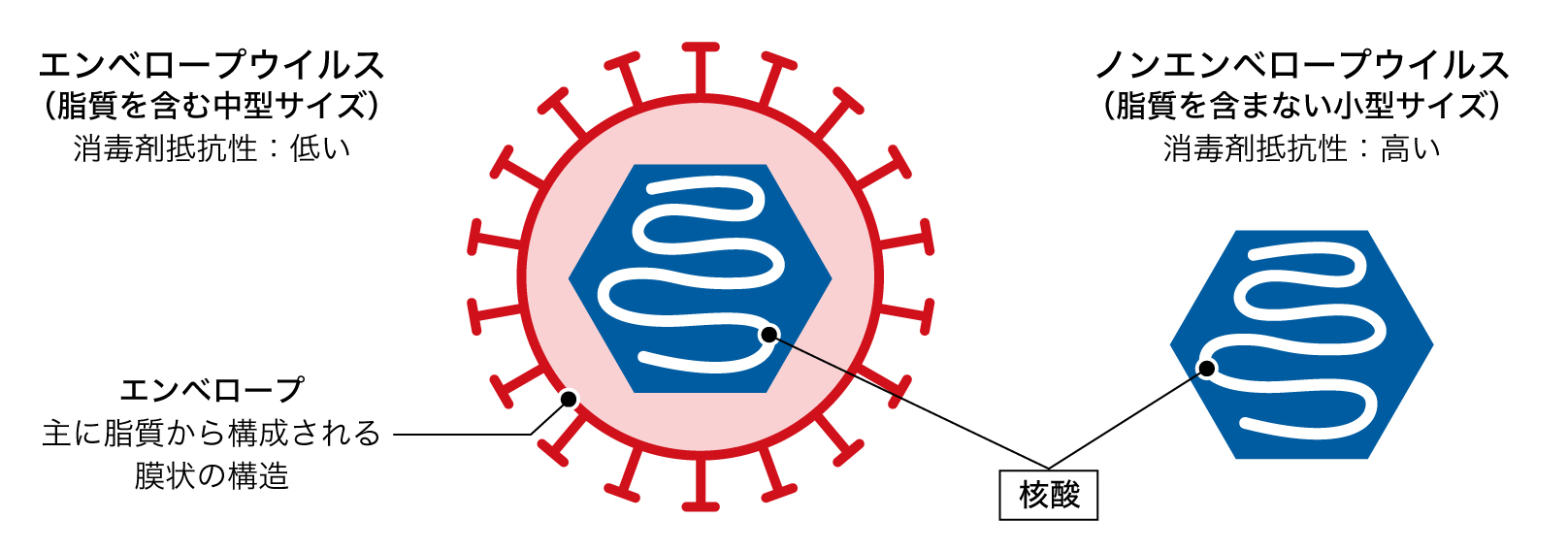 図：エンベロープウイルスとノンエンベロープウイルスの構造